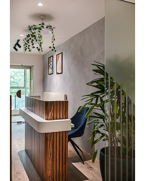 Biophilic design with lime-washed walls as an office entry wall