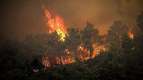 Forest fires are a devastating ecological concern. They usually occur during summer.