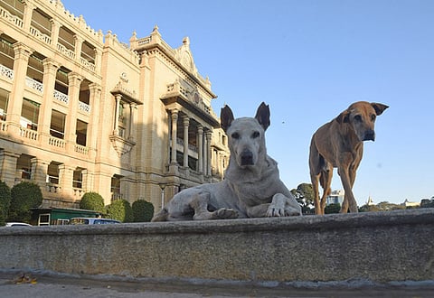 Stray Dogs around Vidhana Soudha in Bengaluru.