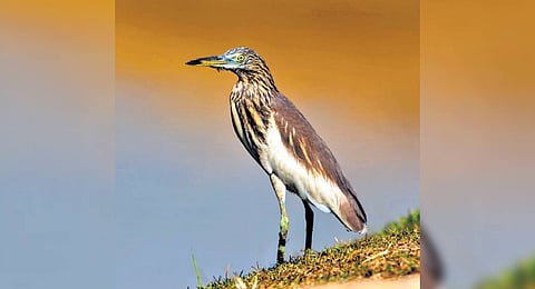 Pond Heron