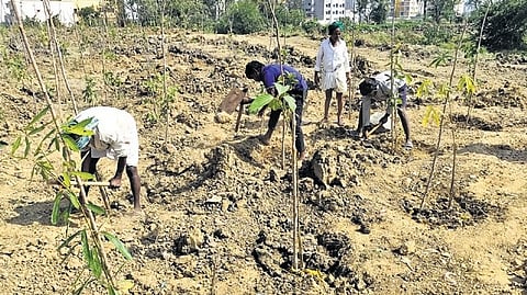 To plant 10,000 saplings, a plantation drive was launched on the banks of Varthur Lake on January 31. Around 1,500 saplings were planted on the first day.