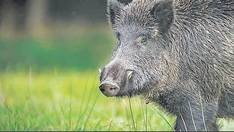 Representative image