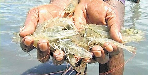 Vannamei shrimp seed was priced at 30 paise per seed in hatcheries that have now increased to over 41 paise per seed citing quality concerns.