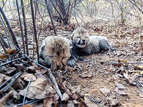 A speeding car struck one of the cubs, killing it instantly.