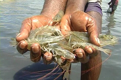 Image of shrimp used for representational purposes only.
