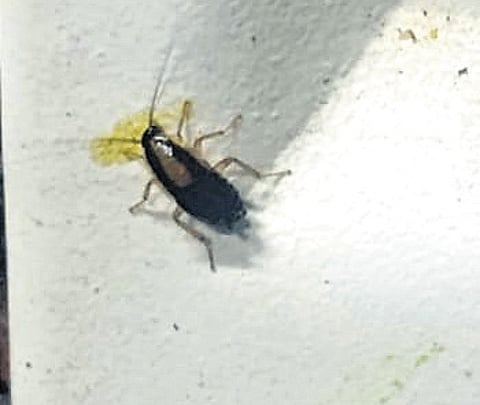 A cockroach found on a wall of the storeroom at Nalsar University canteen in Shamirpet on Wednesday