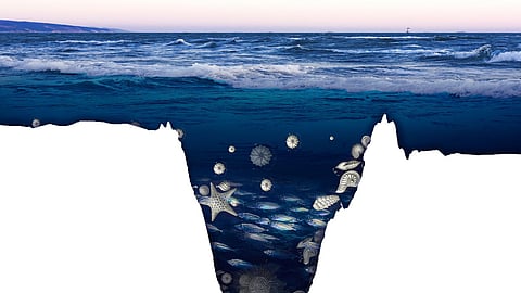 New study provides insights into how some species thrive in oxygen-free
environments, with no light