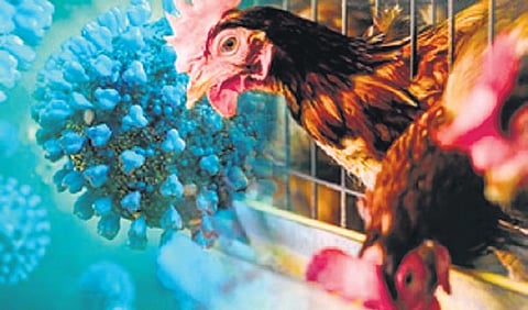 Poultry farmers in Khammam district are worried as a large number of hens are dying because of a suspected bird flu.
