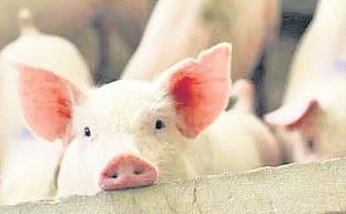 According to pig farmers and private service providers, Tamil Nadu has seized around 30 vehicles laden with waste during cross-border checking from Kerala in the past two months.