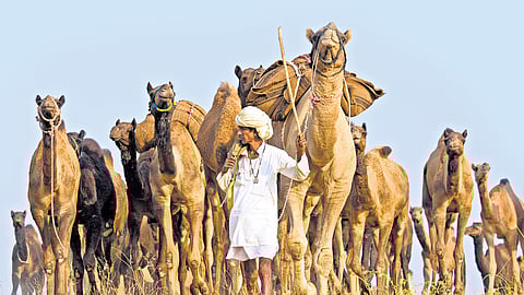 Sinking ship of the desert