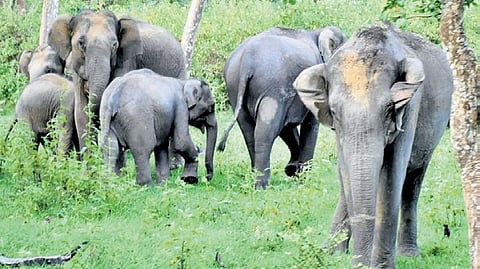 Wild elephant image used for representational purpose.