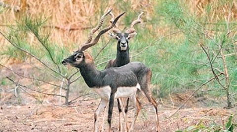 Blackbucks in the enclosure at Golora before their release into the forest