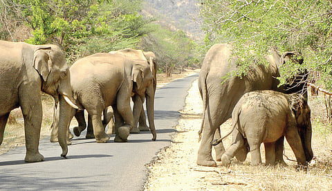 According to the latest synchronised elephant census, Tamil Nadu is home to 3,063 jumbos, distributed across more than 20 forest divisions