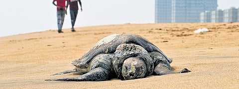 The number of turtle carcasses washing ashore in Chennai has fallen drastically following the strict monitoring.