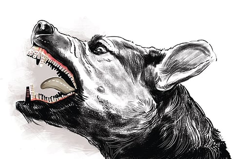 A stray dog suddenly charged at them and bit the grandmother and the baby on the right shoulder and attempted to drag the infant down.