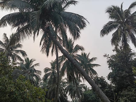 Tamil Nadu has been badly hit because of the rapid spread of the Kerala wilt disease since 2019