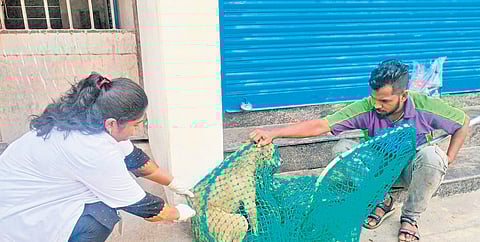 Around 13 veterinary assistant surgeons, veterinary supervisors and dog catchers were engaged in the drive carried out by the GCC on Sunday
