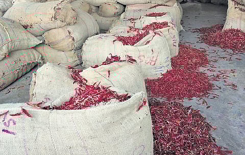 Guntur chilli farmers in distress as prices plummet