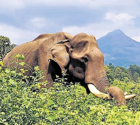 Kharia’s death sparked tension in Sukura with villagers expressing resentment over frequent intrusion of wild elephants into human habitations in the area. (Representative image)