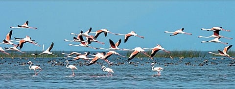 Chilika Lake representative image