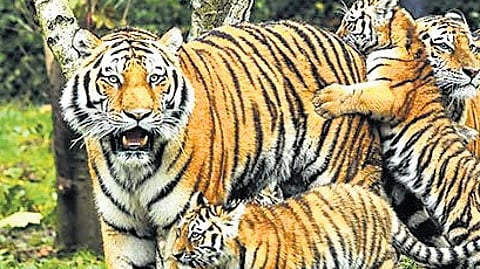 Diversity: In a 1st, scientific assessment of animal species at PTR in Jharkhand