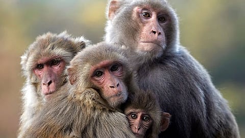 Representative image.