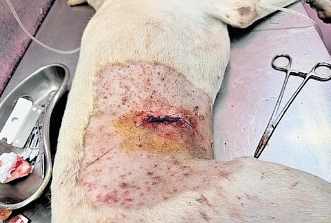 Activists blame improper surgical practices for the deaths