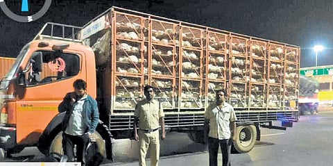 A poultry vehicle stopped at AP-Telangana border on Tuesday