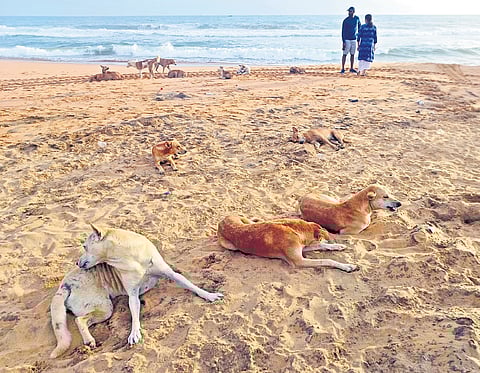 Stray dogs at Shankhumukham beach in Thiruvananthapuram