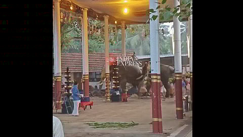 Three die as elephants run amok at temple festival near Koyilandy