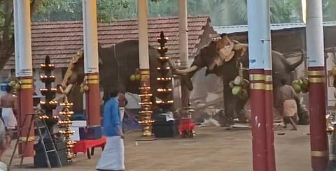 Elephants seen running amok during the festival at Manakulangara Bhagavathy Temple in Kuruvangad, Kozhikode, on Thursday