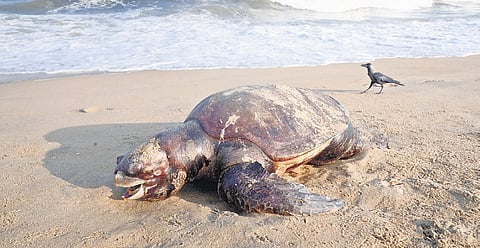 A carcass of an Olive Ridley turtle on Edward Elliots Beach