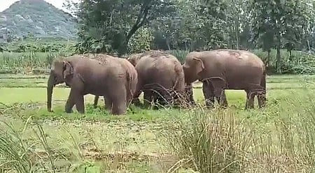 Image of an elephant herd used for representational purposes only.