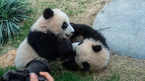 Hong Kong-born giant panda twin cubs make their debut appearance to media in Ocean Park during a greeting ceremony in Hong Kong, Saturday, Feb. 15, 2025.