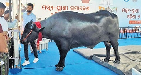 Bheem, the million-dollar bull