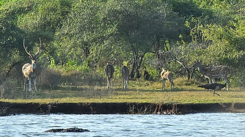 As there are no vast reserve forest areas in the district, deer herds migrate from one place to another in search of food and water.