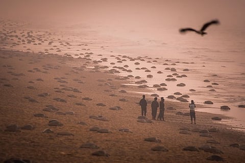 Olive Ridley turtles laying eggs as the mass nesting of turtles begins on Rushikulya beach of Ganjam district
