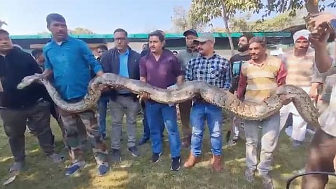 Forest department officials with the captured giant python