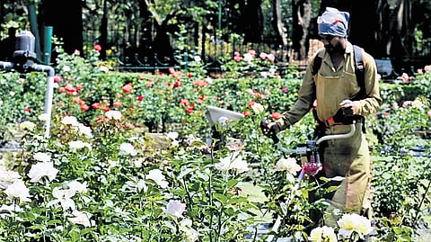 A man waters the rose garden at Cubbon Park in Bengaluru on Wednesday.