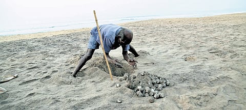 A guard transferring Olive Ridley turtle eggs to a hatchery at Sagar Nagar Beach in Visakhapatnam on Wednesday