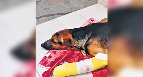 Screengrab from CCTV footage showing a man throwing the dog from a window.