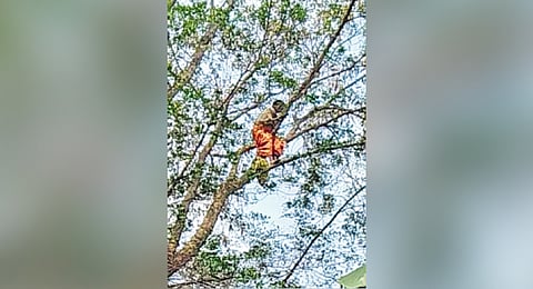 Woman stays atop tree for eight hours to protect land in Odisha