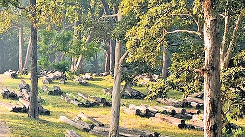 Repres The rosewood from Dandeli is the most popular, which is in auction,” explained an official from the Kali Tiger Reserve.