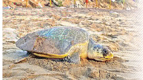 The Forest Department has intensified protection measures for the endangered species along the coasts and fortification of the arribada sites.
