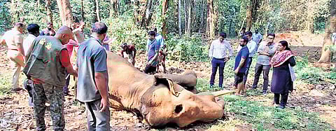Forest officials inspecting the carcass of the tusker of Athirappilly which died while undergoing treatment in Kodanad on Friday.