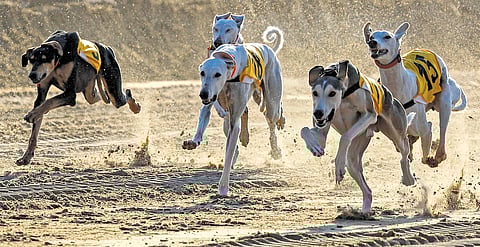 Who Let the Dogs Out?