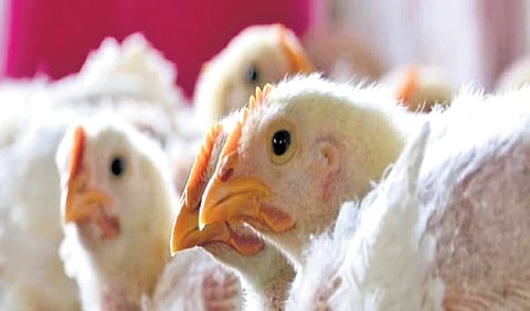 With fears of infection spreading, poultry sales have plummeted, and most chicken shops remain shut despite falling prices.