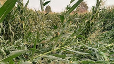 The maize crop was damaged due to continuous rain