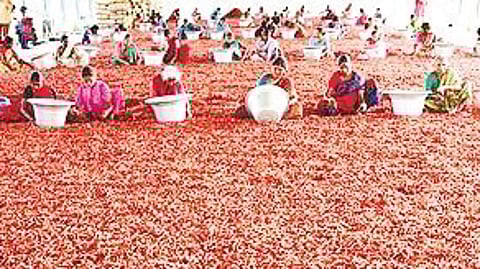 Chilli farmers in Andhra Pradesh to get Rs 11,781 MSP