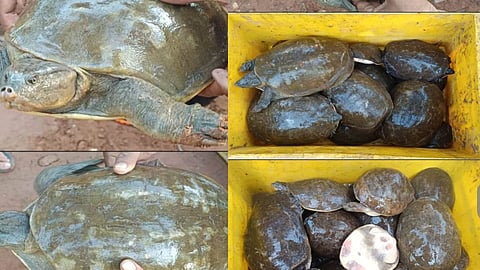 1,448 Indian flapshell turtles seized from West Bengal man in Khurda